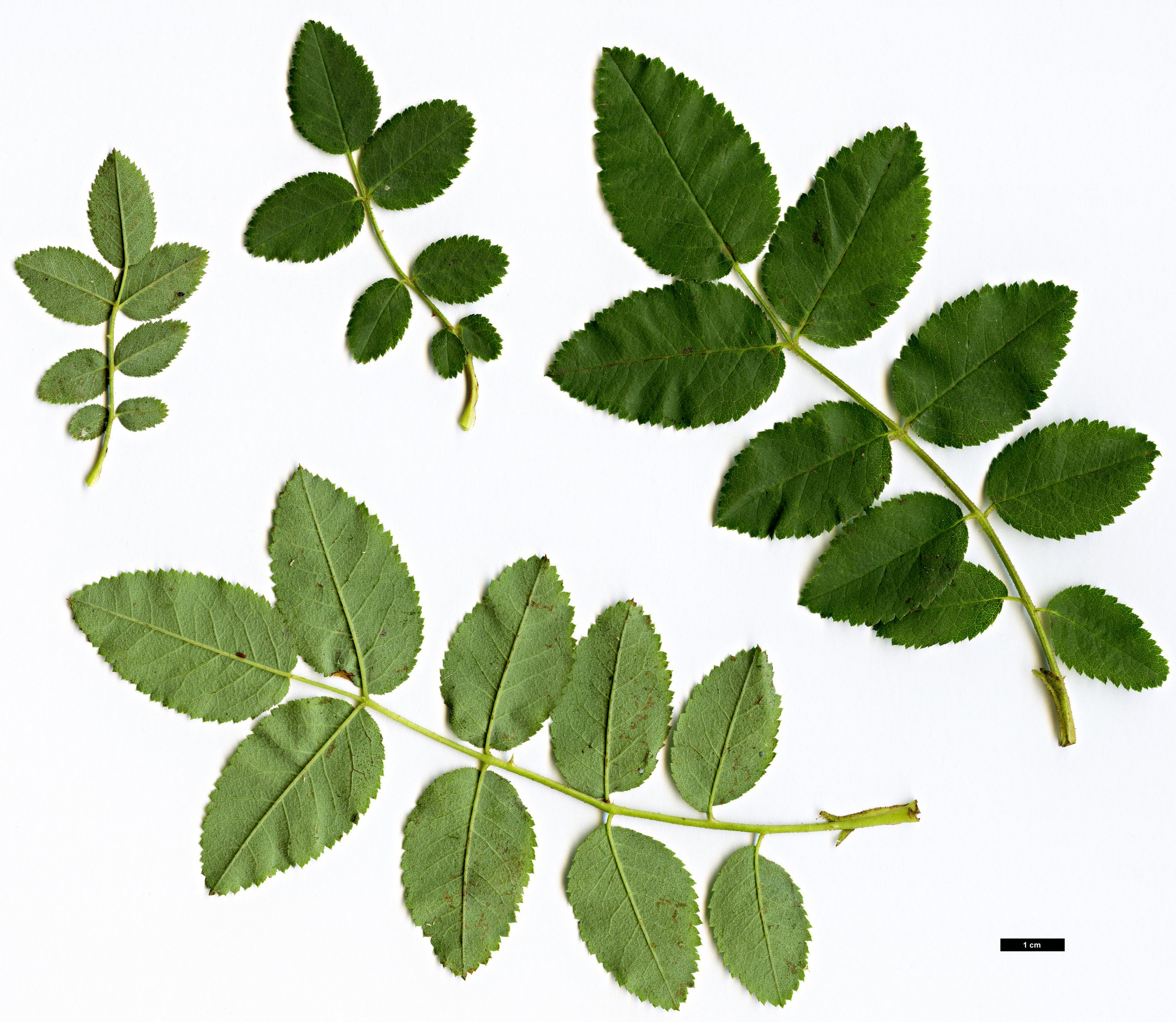 High resolution image: Family: Rosaceae - Genus: Rosa - Taxon: vosagiaca